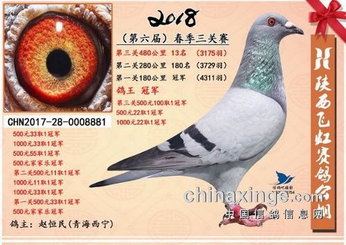 如何给赛鸽起名字？