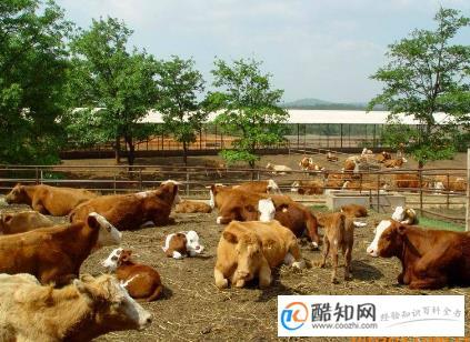 如何为养殖场起一个好听且有意义的名字？