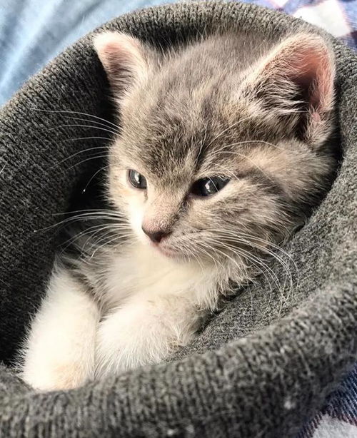 给小猫起什么名字好听