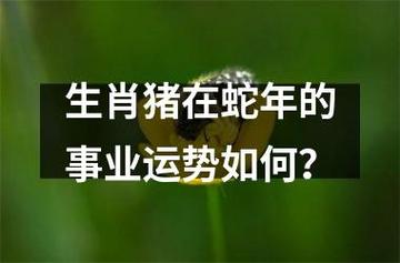 本周生肖运势大揭秘猪事业腾飞，财运之星闪耀谁家？