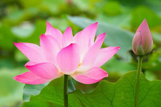 月中旬桃花绽放，属相喜事连连，爱情甜蜜生活美滋滋
