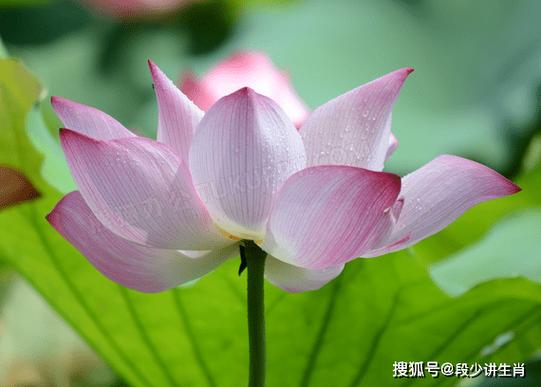 吉星高照，月份好运连连属相工作顺利，升职加薪不是梦