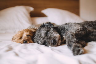 犬梦千寻，解析梦境中的灵性启示