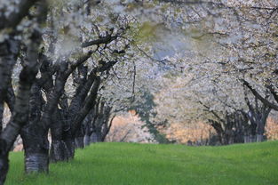墨韵竹韵,郑板桥的姓名艺术与人生哲理 墨韵竹韵,郑板桥的姓名艺术与人生哲理