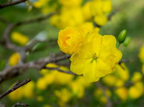 白族繁花盛开的节日风俗,文化瑰宝的璀璨篇章 白族繁花盛开的节日风俗,文化瑰宝的璀璨篇章