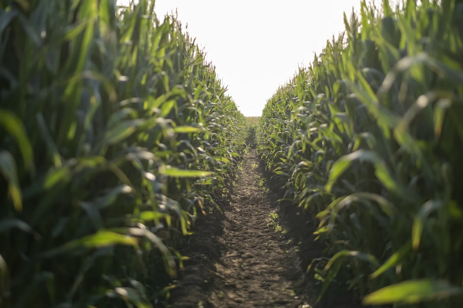 龙腾岁月·命定辉煌,1988属龙人的命运解析 龙腾岁月·命定辉煌,1988属龙人的命运解析