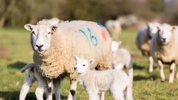 2023年中秋佳节,高速免费通行全攻略,出行无忧享团圆 2023年中秋佳节,高速免费通行全攻略,出行无忧享团圆