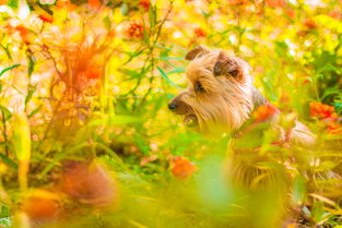 犬年盛景，探寻属狗之年的智慧与岁月流转
