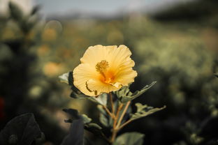 人面桃花映流年,诗意人生,儒雅之名的追寻 人面桃花映流年,诗意人生,儒雅之名的追寻