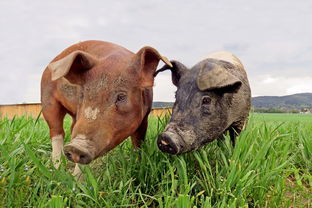 羽绒服涨价竟与猪价有关? 羽绒服涨价竟与猪价有关?