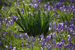 明日黄花,古语中的时光流转与人生哲理 明日黄花,古语中的时光流转与人生哲理