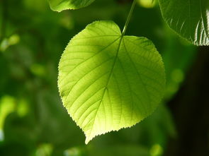 沉香墨韵·中药名篇——探寻草本智慧的诗行