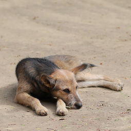 名动一时的犬缘，流浪狗撞人事件背后的道德与法律考量
