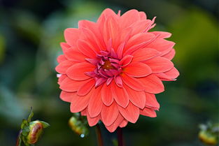 红色康乃馨,情感与爱的温馨传递 红色康乃馨,情感与爱的温馨传递