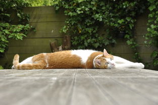 成都疫情新动态,4例确诊患者轨迹分析与防控建议 成都疫情新动态,4例确诊患者轨迹分析与防控建议