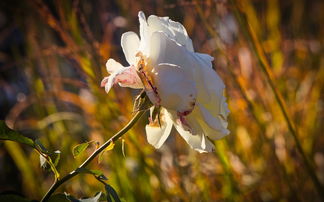 探索意境之美,如何通过诗句感受生活的诗意 探索意境之美,如何通过诗句感受生活的诗意