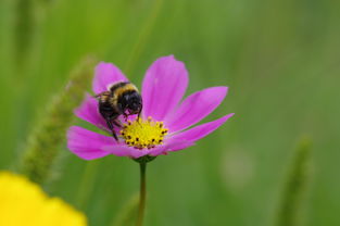 意境,心灵的画布,情感的色彩 意境,心灵的画布,情感的色彩