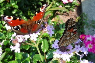 揭开2013年生肖的神秘面纱,属蛇的一年 揭开2013年生肖的神秘面纱,属蛇的一年