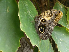 西安疫情最新动态，解封与防控并行，市民生活逐步恢复