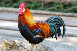 属龙人的福星,揭秘一生最旺的三个人 属龙人的福星,揭秘一生最旺的三个人