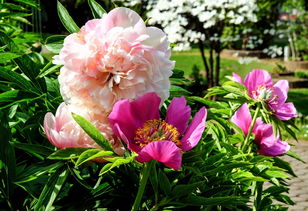 意象与意境,文学艺术中的双生花 意象与意境,文学艺术中的双生花