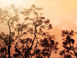 意蕴与意境,东方美学的精髓 意蕴与意境,东方美学的精髓
