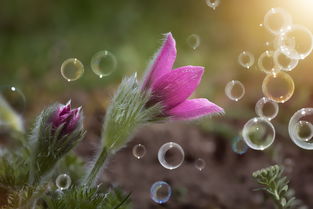 探索韵味之美,中国古典诗词中的绝妙诗句 探索韵味之美,中国古典诗词中的绝妙诗句