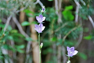 今晚24时油价调整,最新动态与影响解析 今晚24时油价调整,最新动态与影响解析