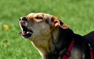 淄博抗疫新动态,今天,我们共同守护家园 淄博抗疫新动态,今天,我们共同守护家园