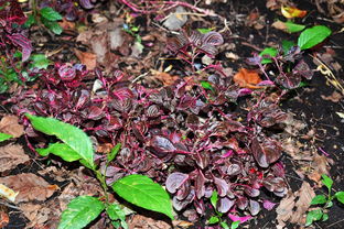 菏泽疫情最新动态,了解、预防与应对策略 菏泽疫情最新动态,了解、预防与应对策略