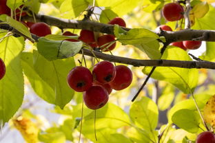 上海疫情新动态,本土新增1006例,我们如何应对? 上海疫情新动态,本土新增1006例,我们如何应对?