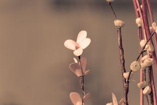 心累看透一切,网名背后的情感世界 心累看透一切,网名背后的情感世界