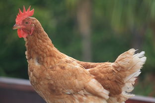 属相婚配表配对查询,传统智慧与现代爱情的桥梁 属相婚配表配对查询,传统智慧与现代爱情的桥梁