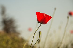 安徽疫情新动态,深入解析1例病例的发现与应对 安徽疫情新动态,深入解析1例病例的发现与应对