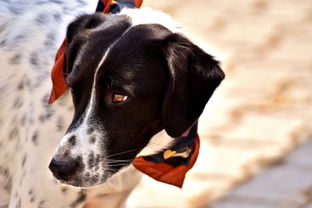 为爱犬挑选名字,可爱与霸气的完美结合 为爱犬挑选名字,可爱与霸气的完美结合