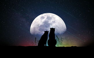 探索非主流语录与伤感火星文，文化现象与情感表达