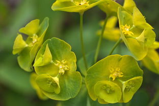 探索拼音的奥秘,鲜花的拼音之旅 探索拼音的奥秘,鲜花的拼音之旅