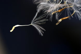 属龙人一生最克3个人,揭秘生肖龙的人际关系与命运 属龙人一生最克3个人,揭秘生肖龙的人际关系与命运